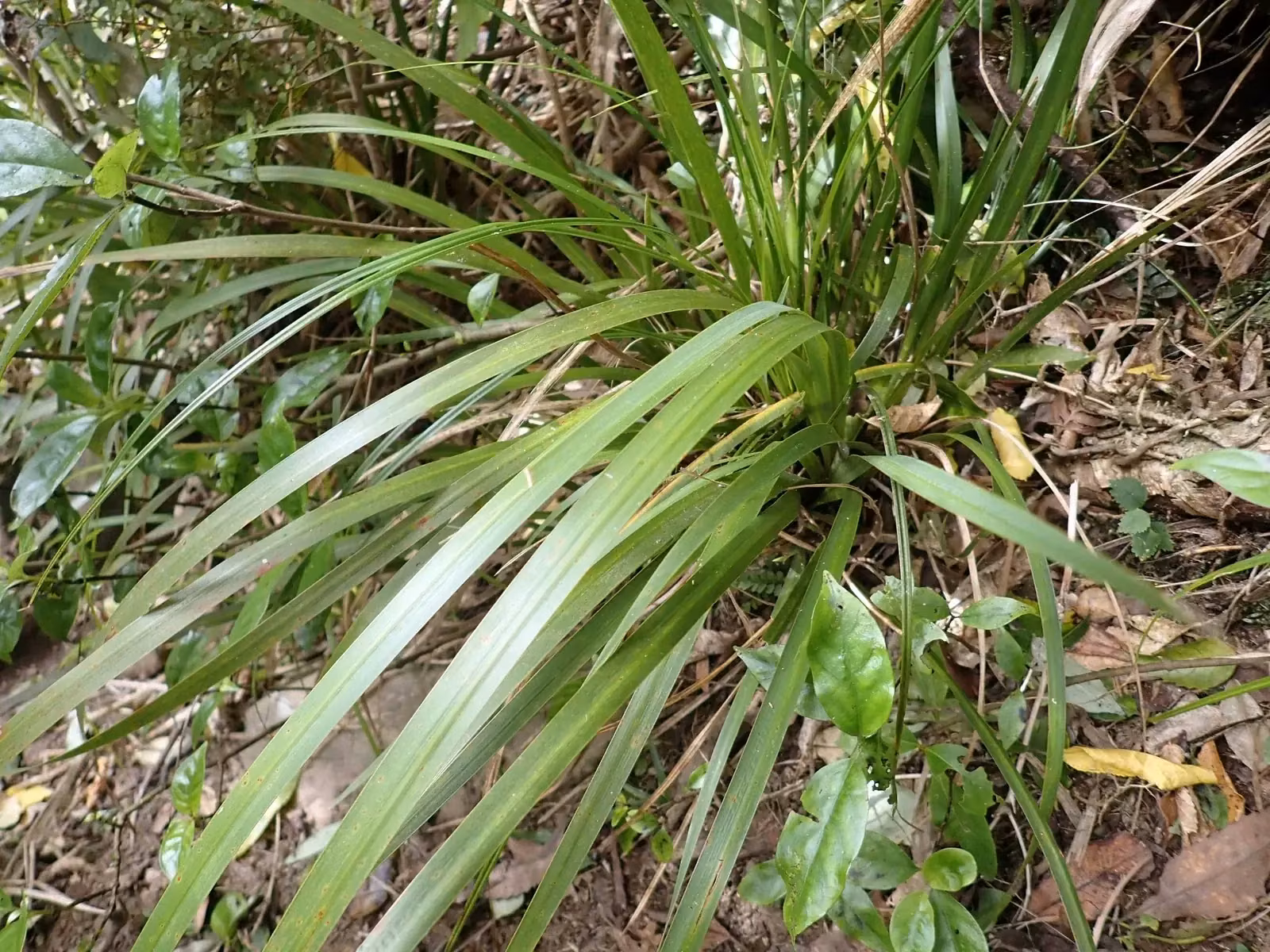 Libertia Flaccidifolia Native Plant (Libertia flaccidifolia)