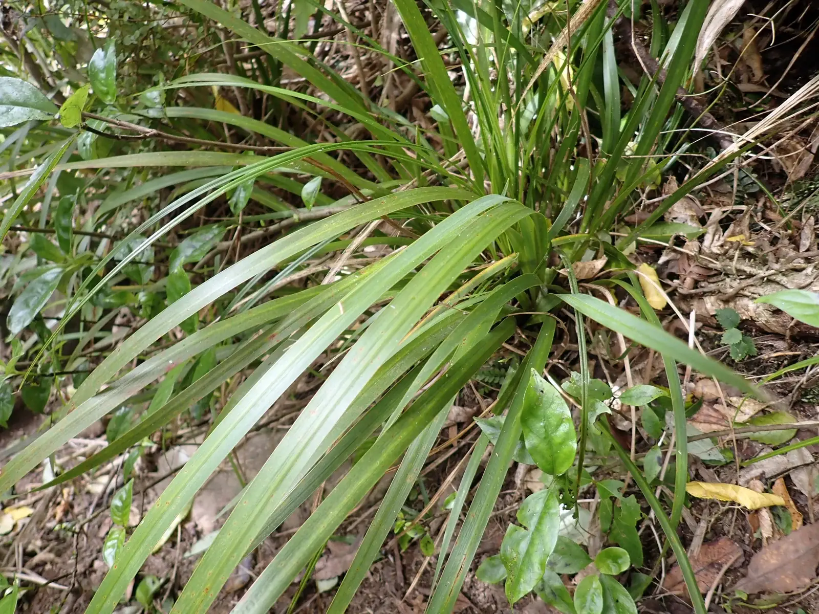 Libertia Flaccidifolia Native Plant (Libertia flaccidifolia)