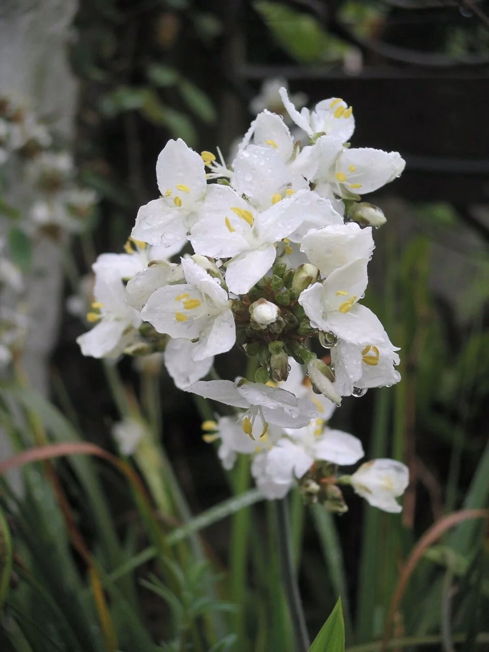 Large-flowered NZ Iris (Libertia grandiflora)