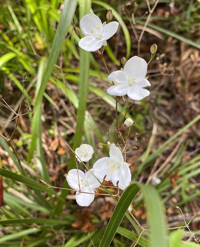 Yellow-seeded New Zealand Iris (Libertia ixioides) showing its distinctive yellowish-green strappy leaves and white iris flowers