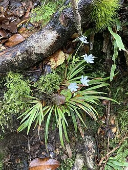 Small-flowered Libertia hero image