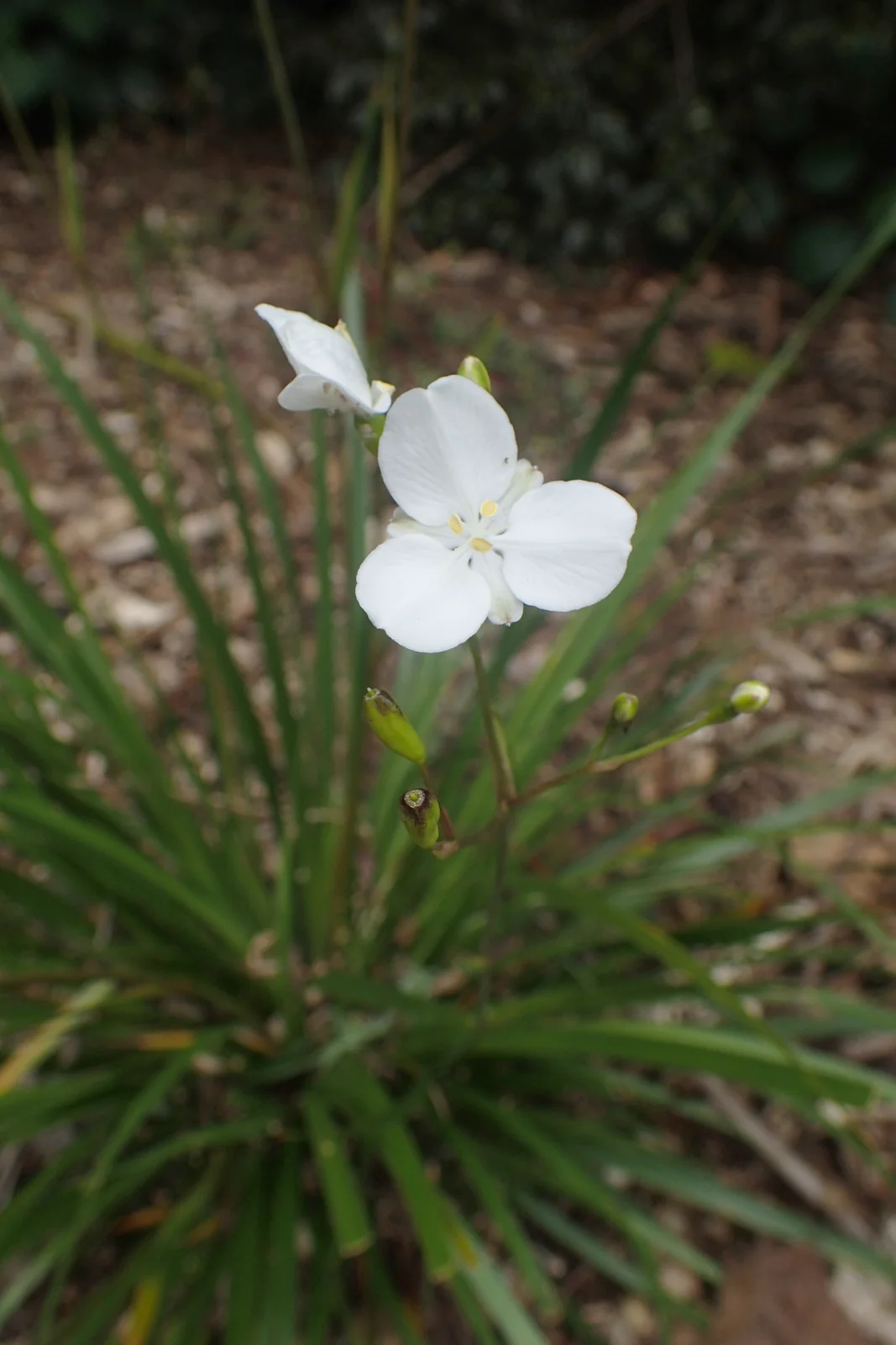 Libertia Mooreae Native Plant (Libertia mooreae)
