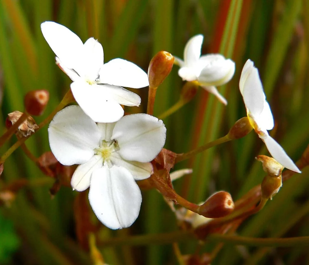Orange New Zealand Iris (Libertia peregrinans) showing its distinctive copper-orange foliage and spreading growth habit