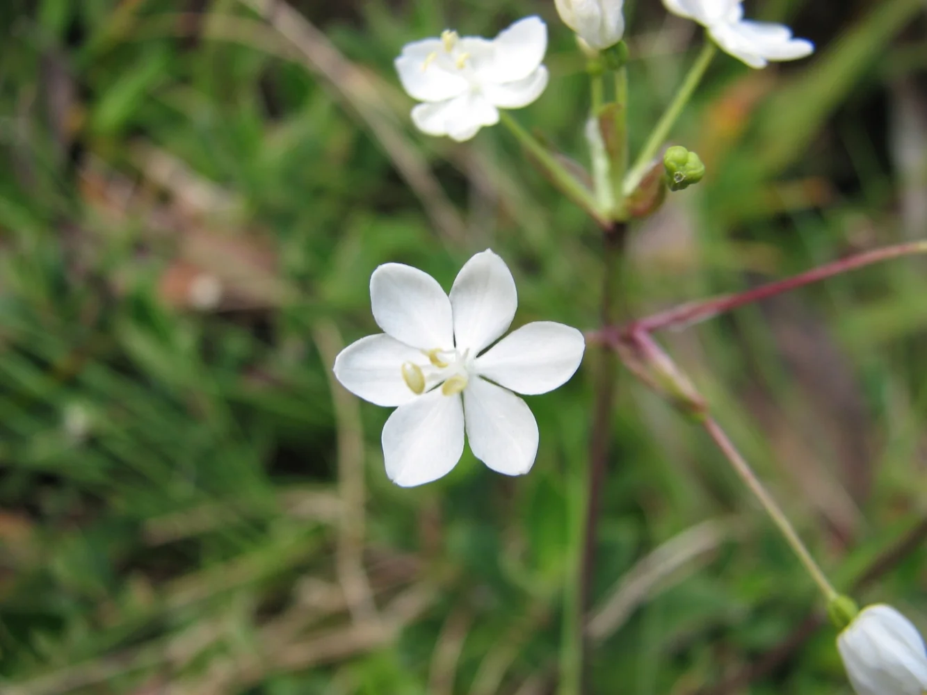 Libertia Pulchella Native Plant (Libertia pulchella)