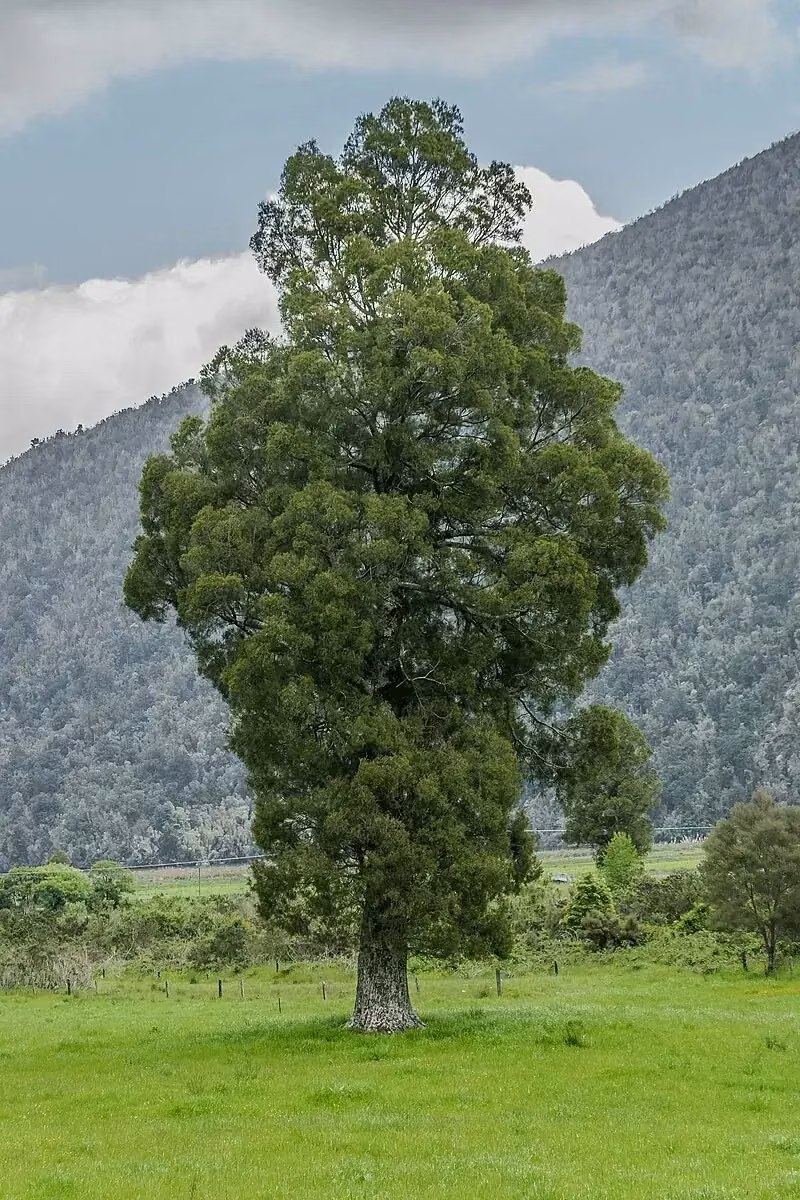 Pāhautea (Libocedrus bidwillii)