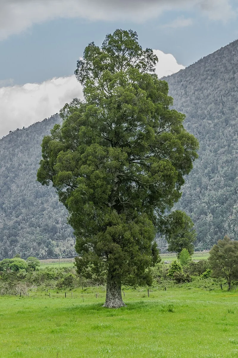Pahautea (Libocedrus bidwillii) hero image