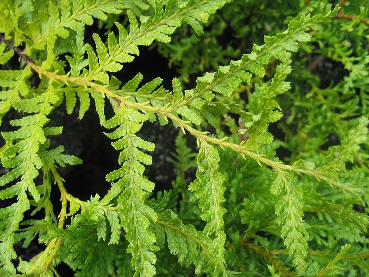 Libocedrus Plumosa