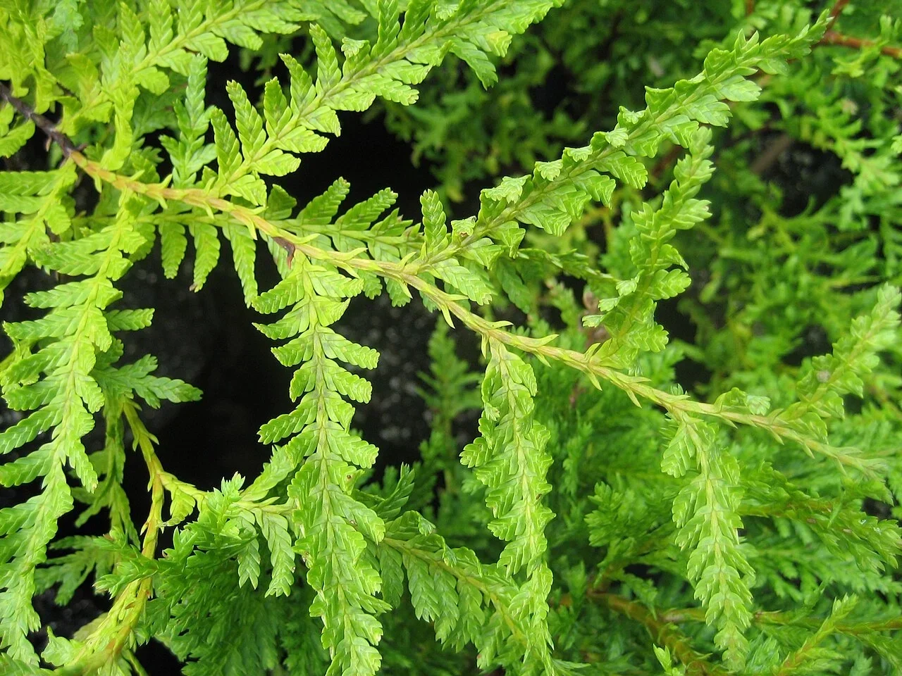 Kawaka (Libocedrus plumosa)