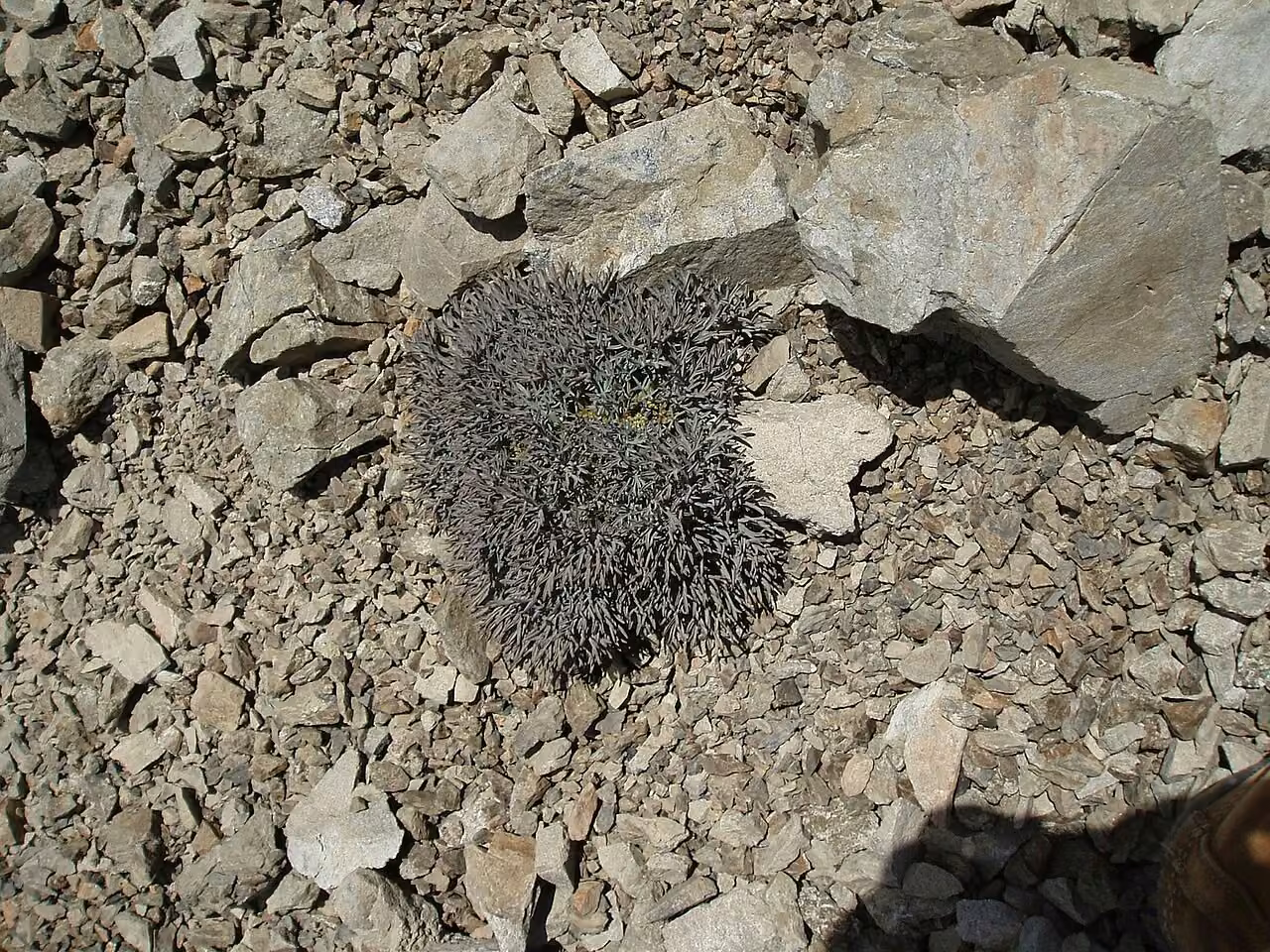 Lignocarpa carnosula (Lignocarpa carnosula)