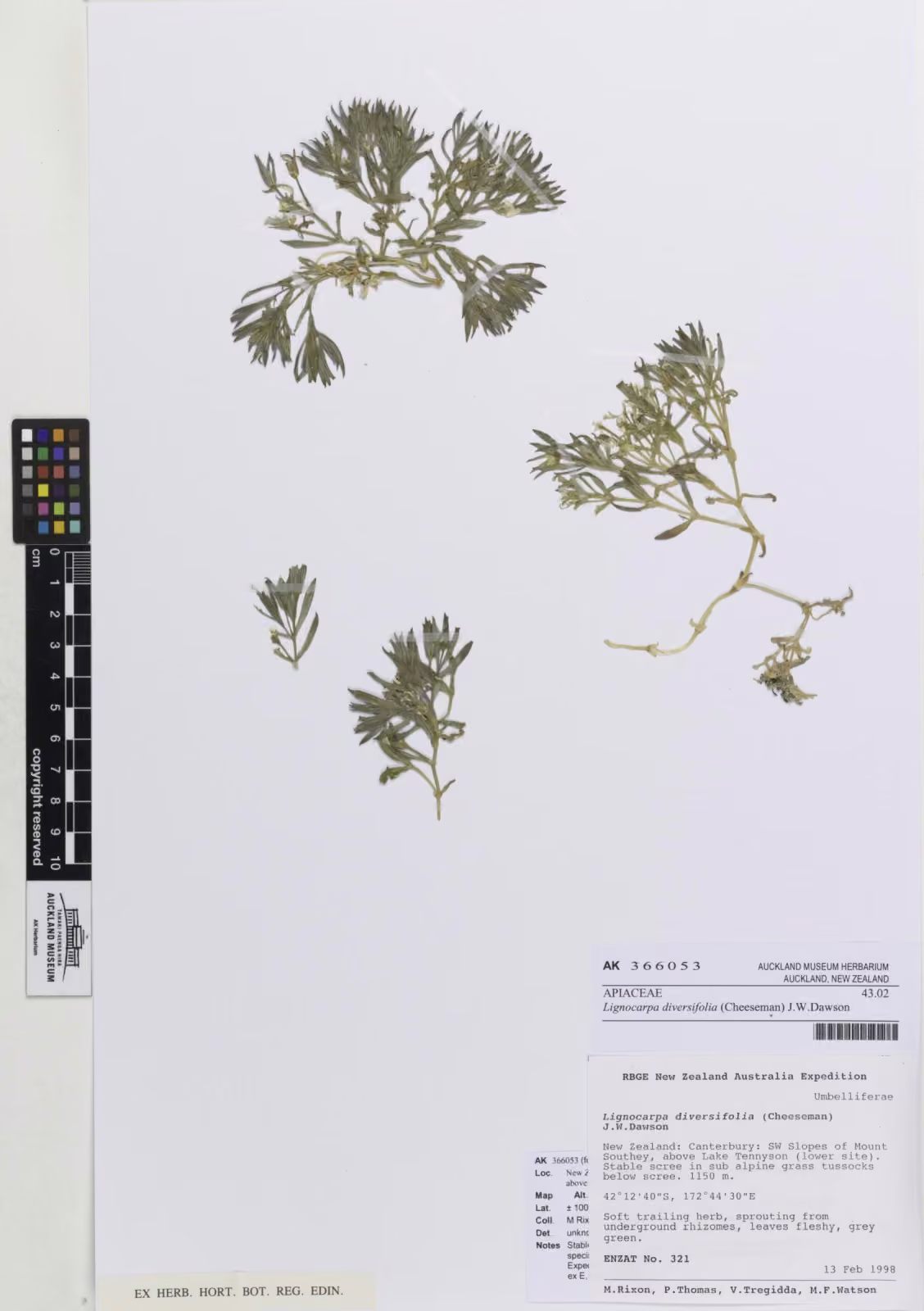 Lignocarpa diversifolia (Lignocarpa diversifolia)
