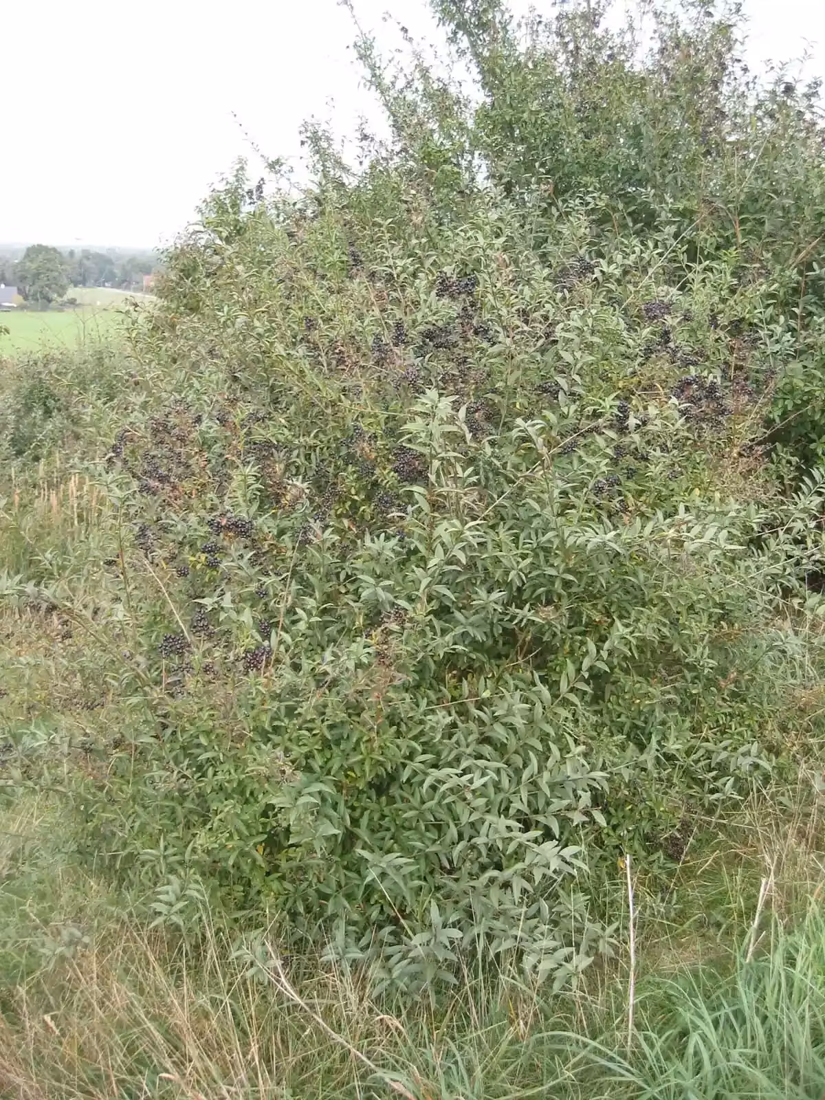 Ligustrum Vulgare Native Plant (Ligustrum vulgare)