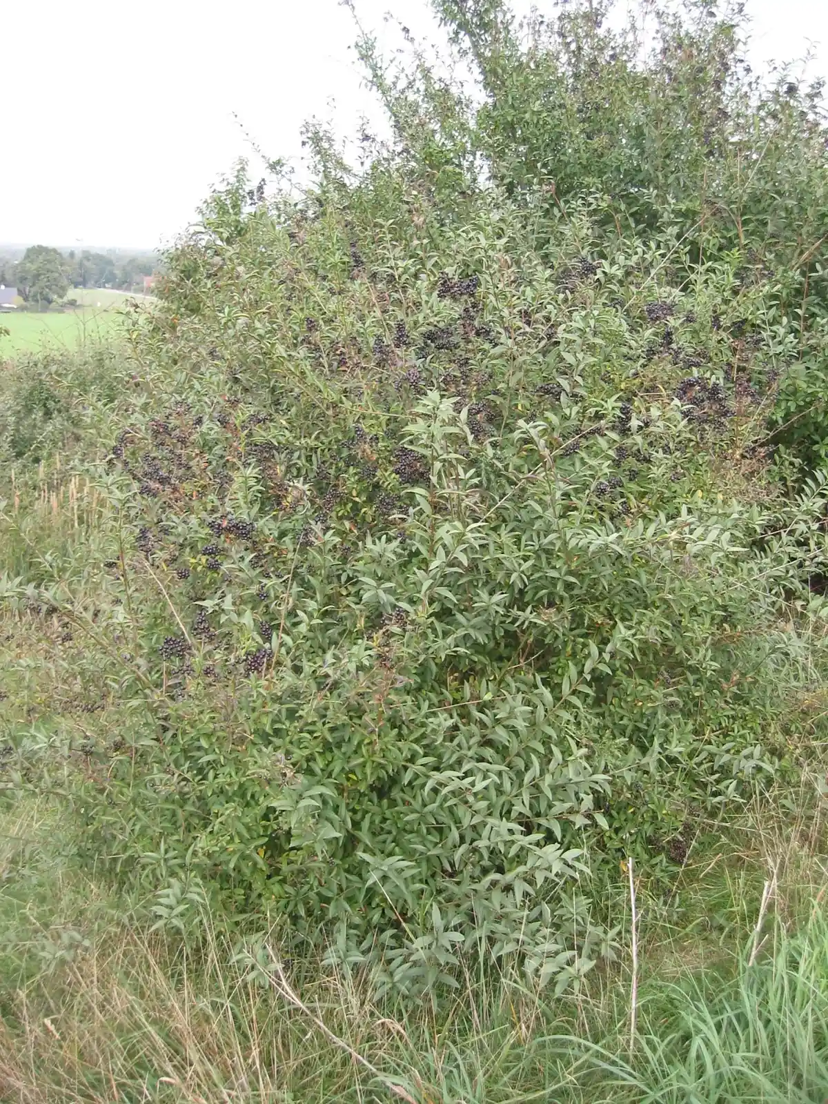 Ligustrum Vulgare Native Plant (Ligustrum vulgare)