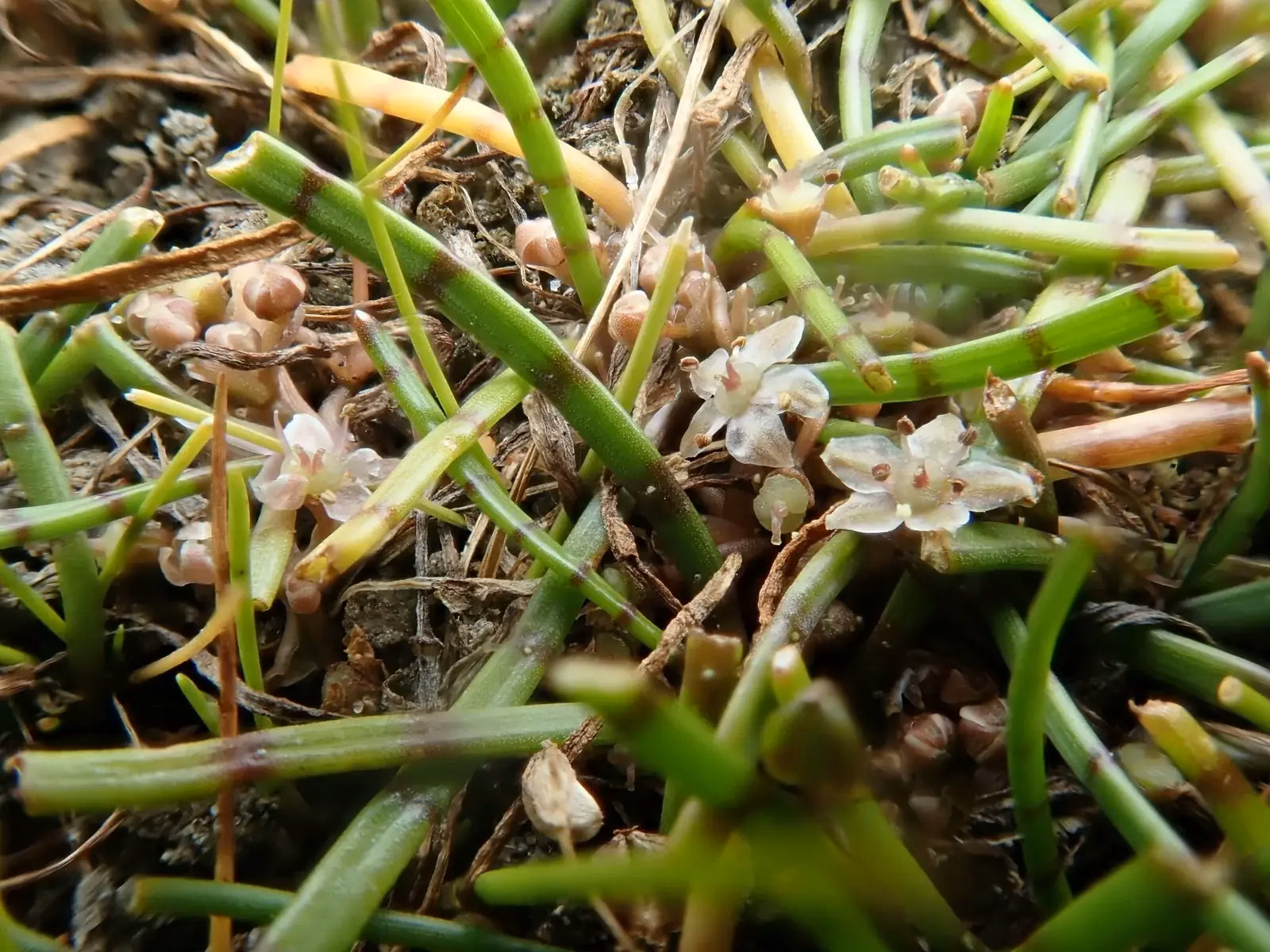 Lilaeopsis Novae Zelandiae Native Plant (Lilaeopsis novae-zelandiae)