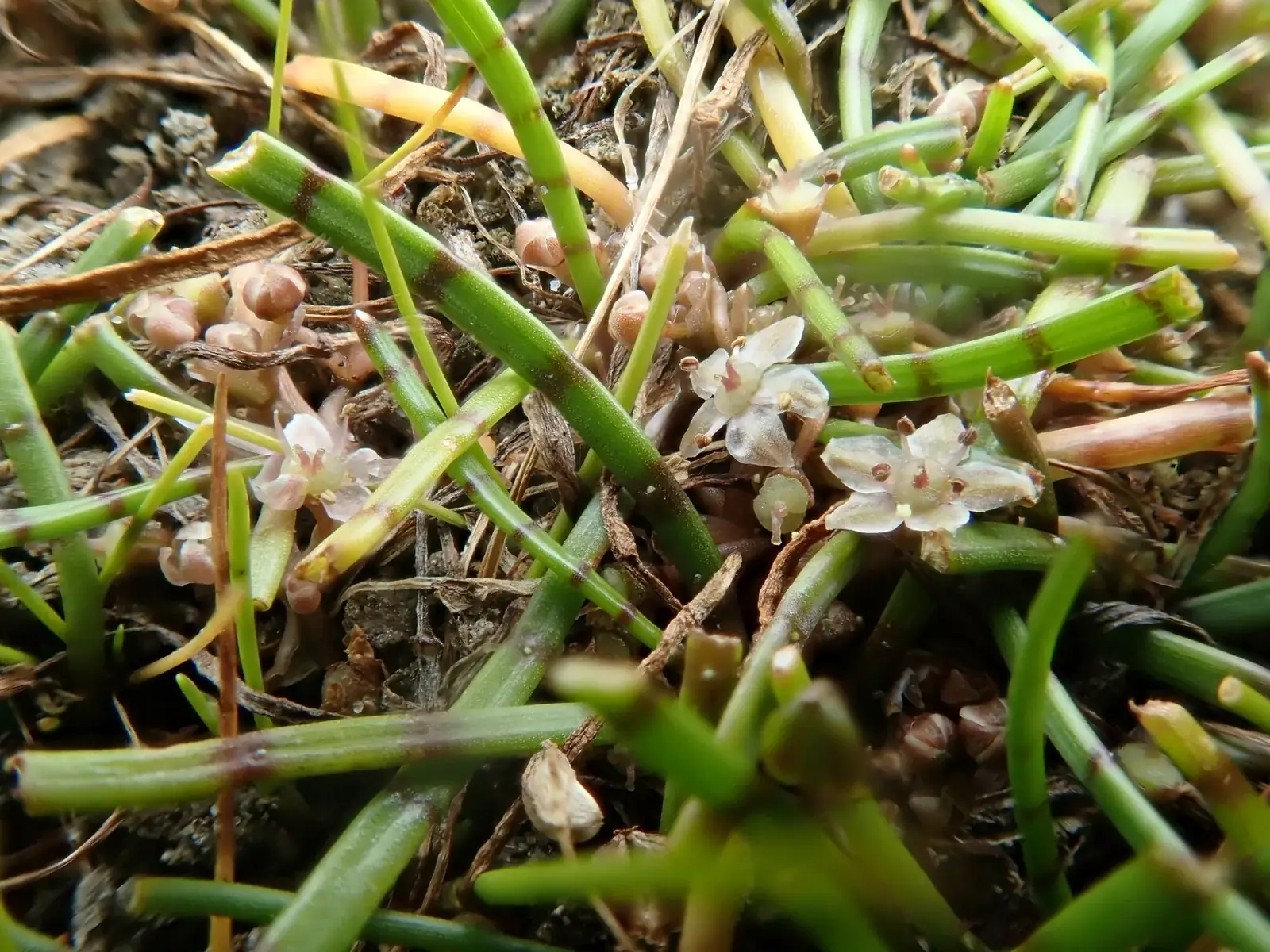 Lilaeopsis Novae Zelandiae Native Plant (Lilaeopsis novae-zelandiae)