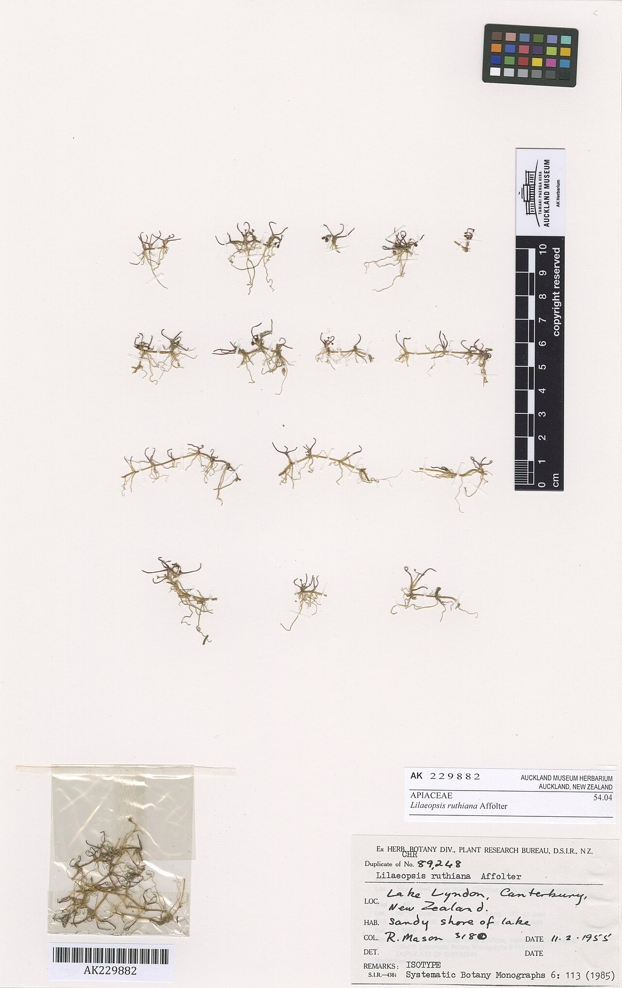 Lilaeopsis ruthiana (Lilaeopsis ruthiana)