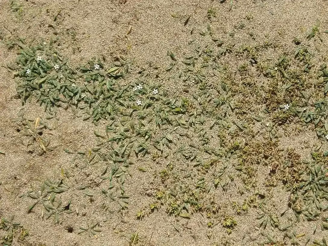 Mudwort