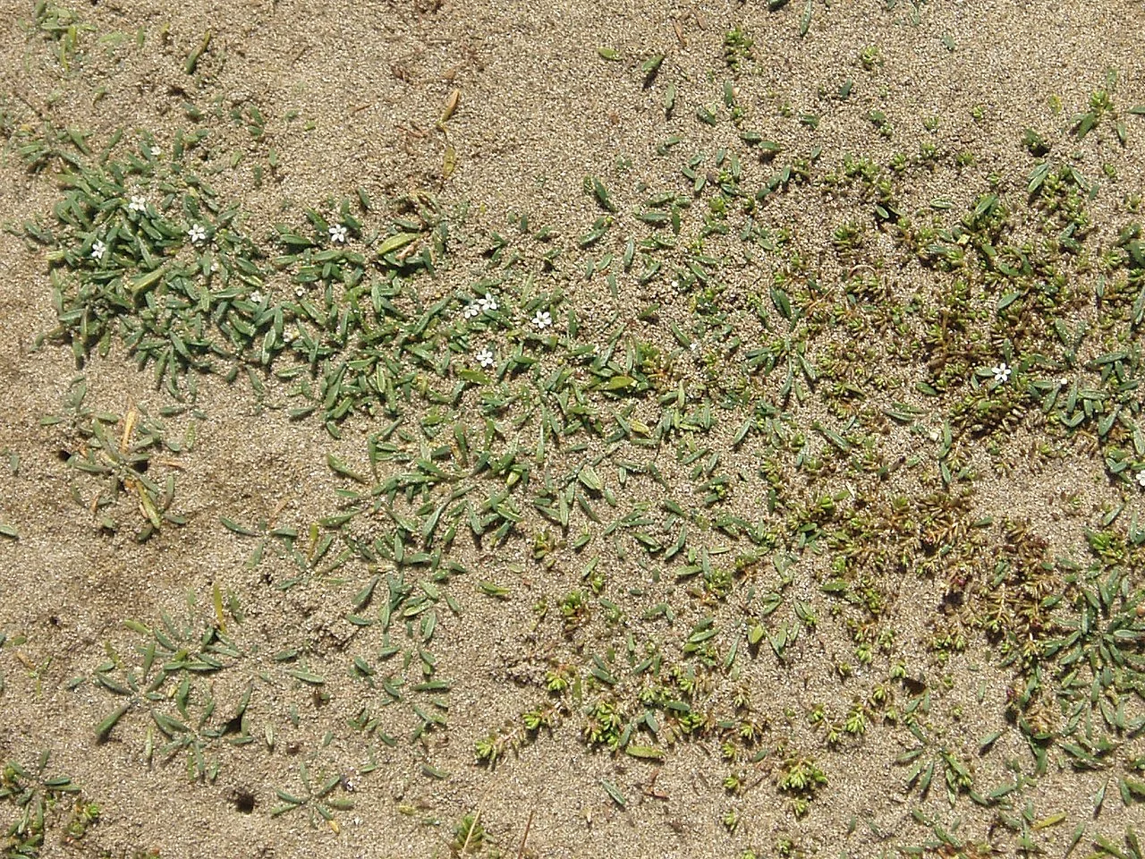 Mudwort (Limosella lineata)