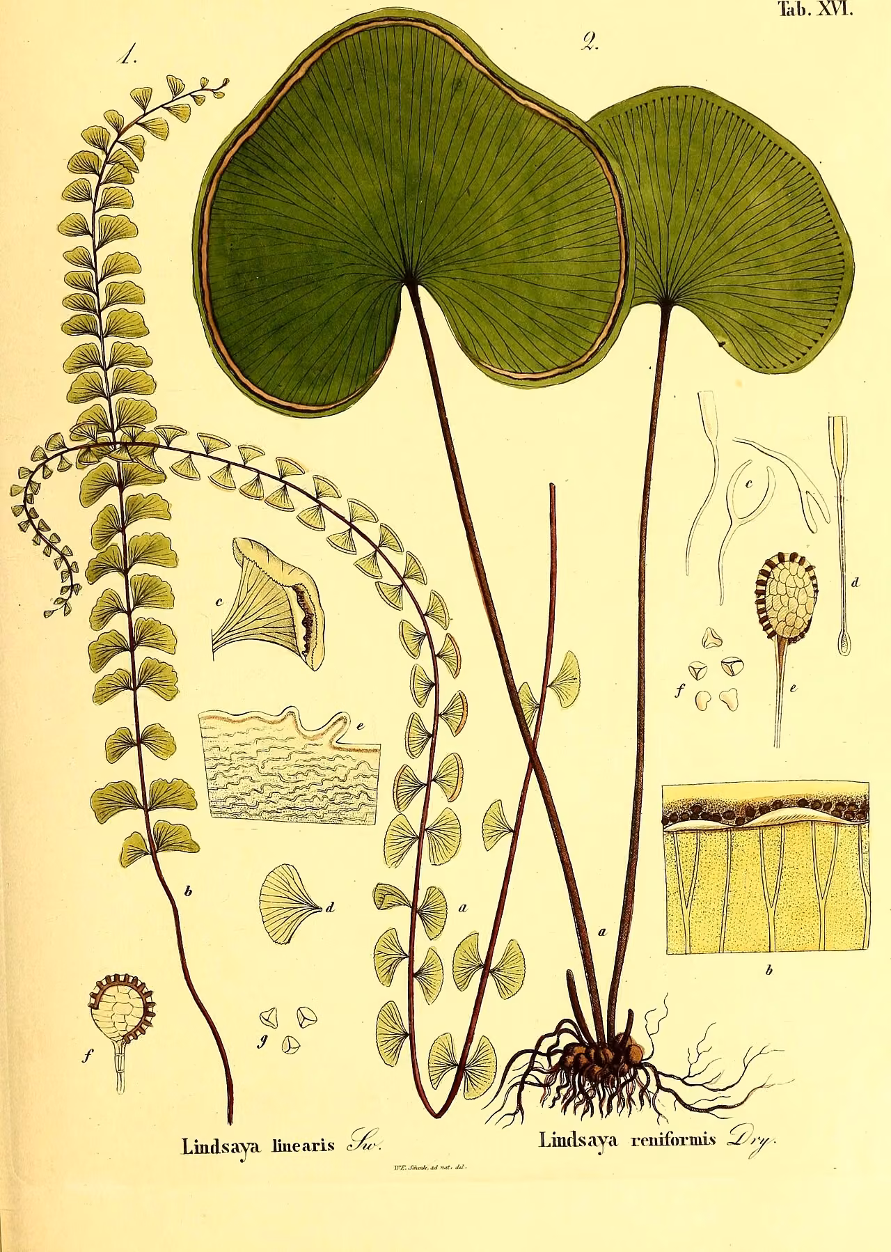 Lindsaea linearis (Lindsaea linearis) hero image