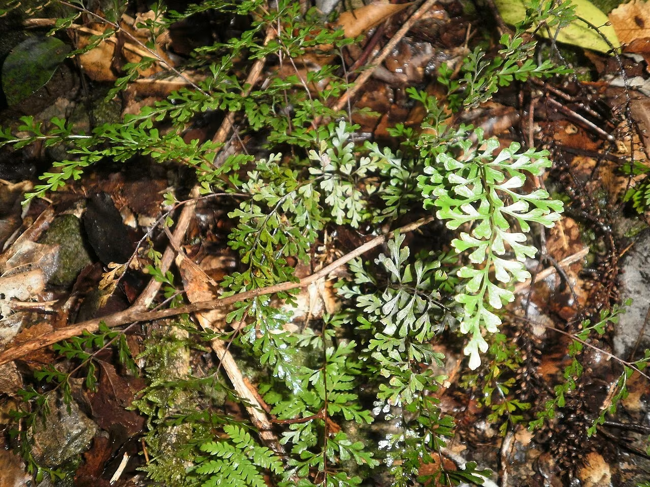 Lindsaea trichomanoides (Lindsaea trichomanoides)