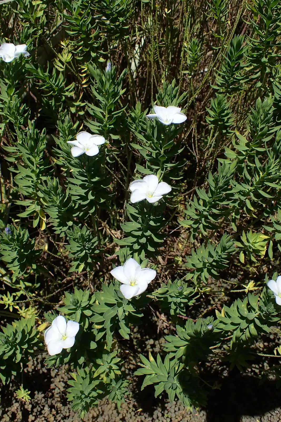 Linum Monogynum Native Plant (Linum monogynum)