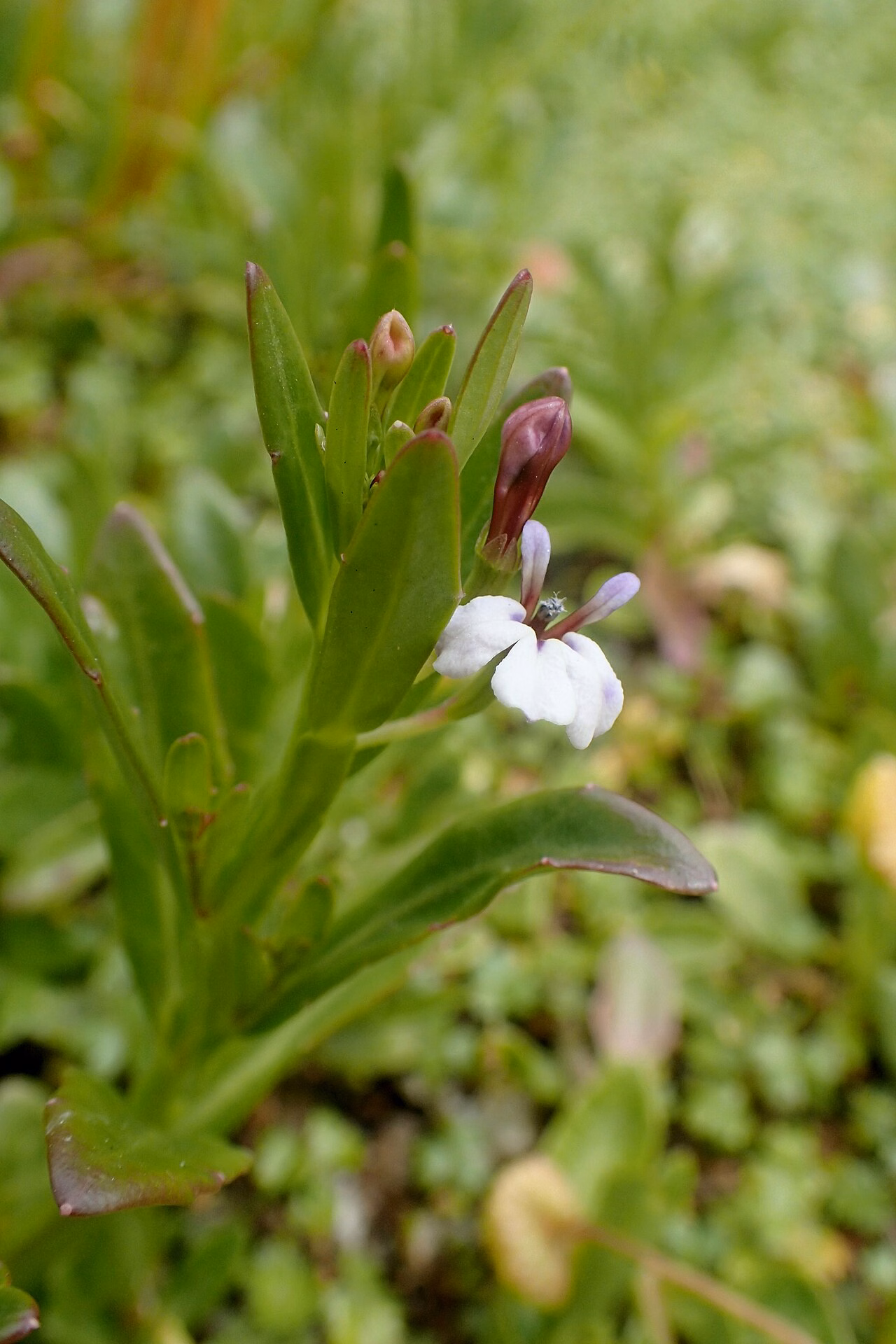 Lobelia anceps (Lobelia anceps)