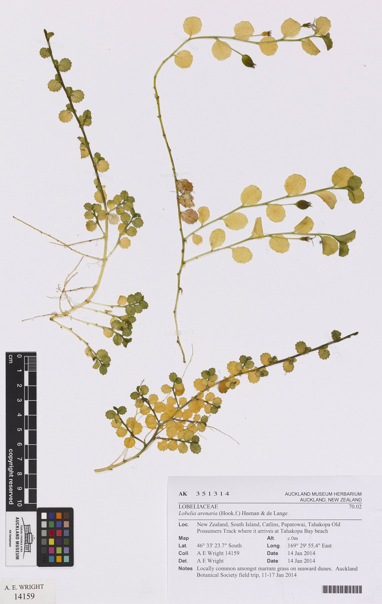 Lobelia arenaria (Lobelia arenaria)