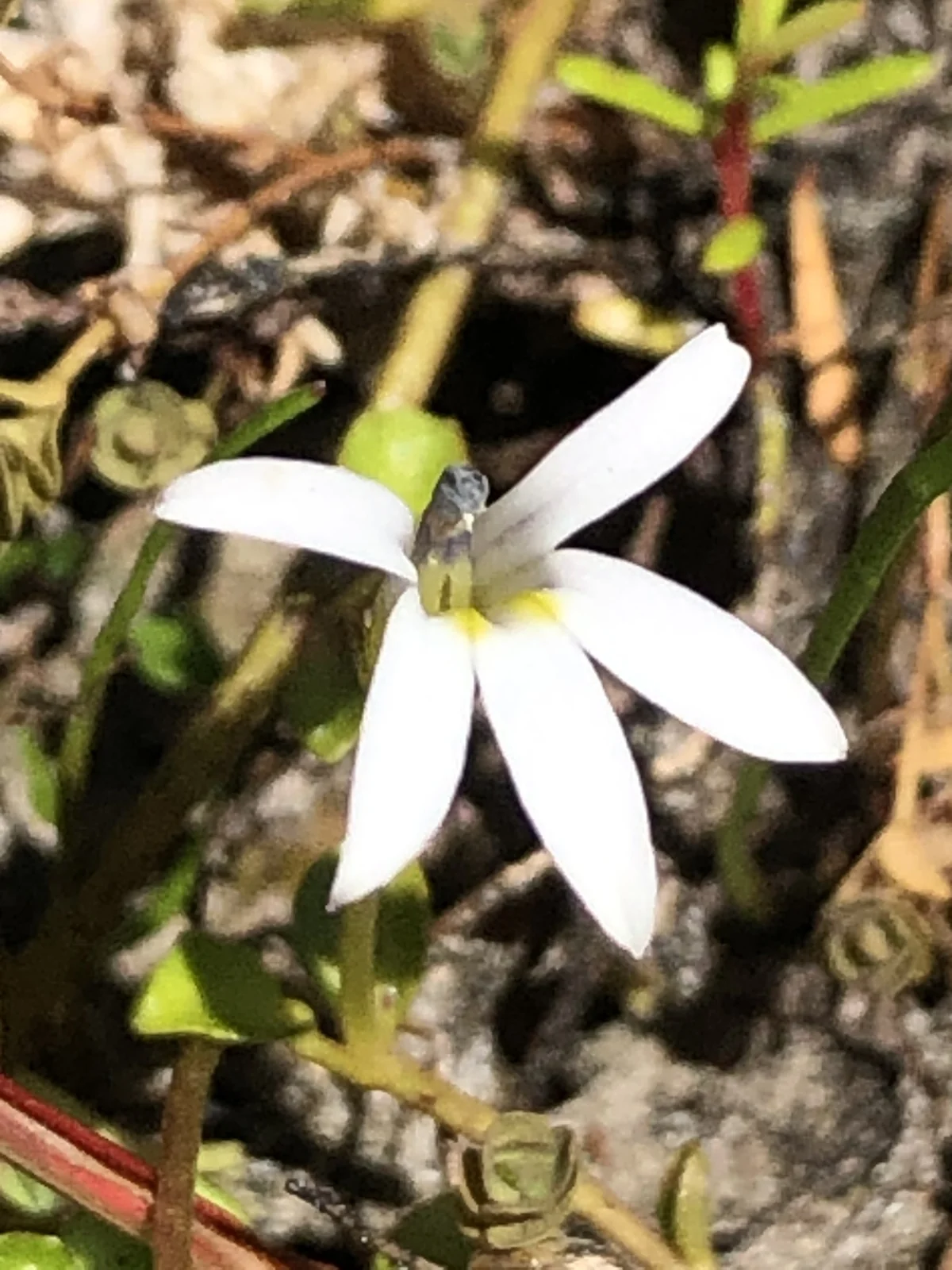 Lobelia Fatiscens Native Plant (Lobelia fatiscens)
