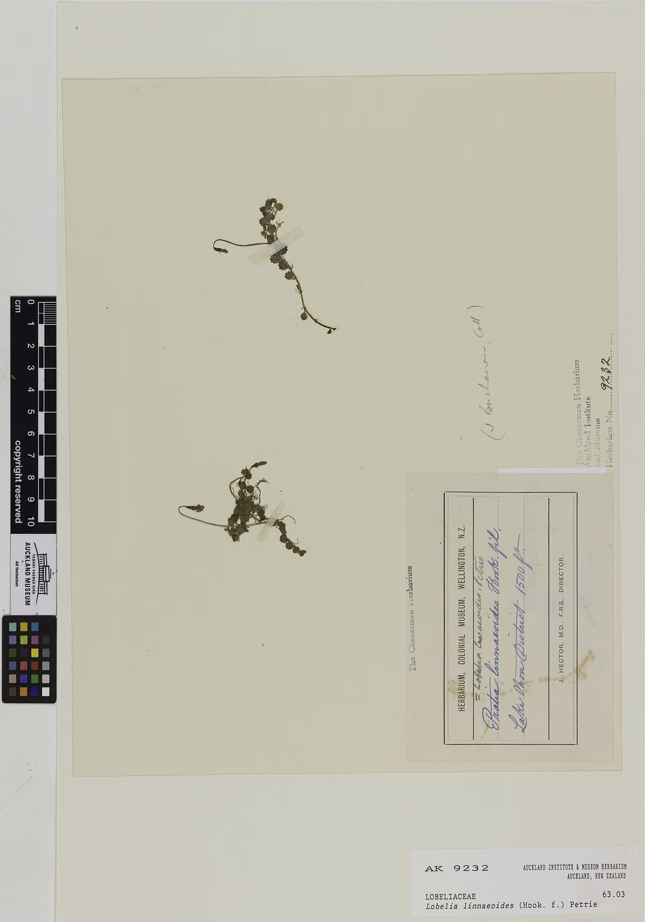 Lobelia linnaeoides (Lobelia linnaeoides)