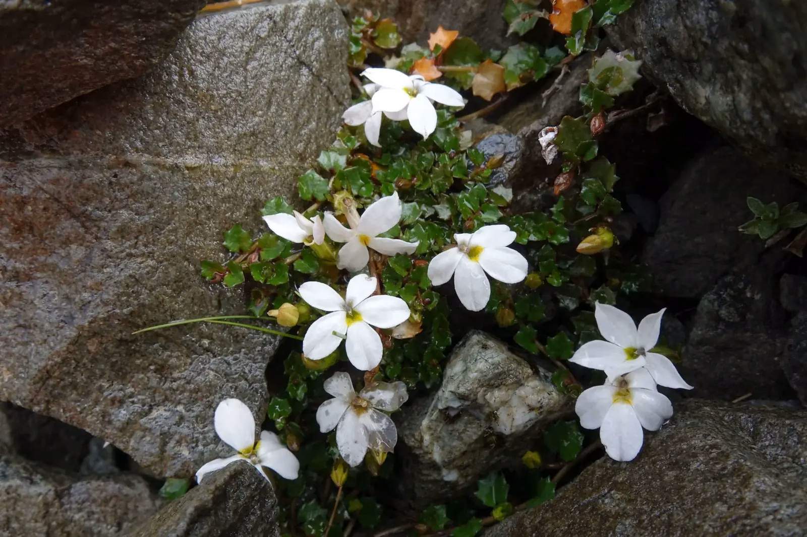 Lobelia Macrodon Native Plant (Lobelia macrodon)