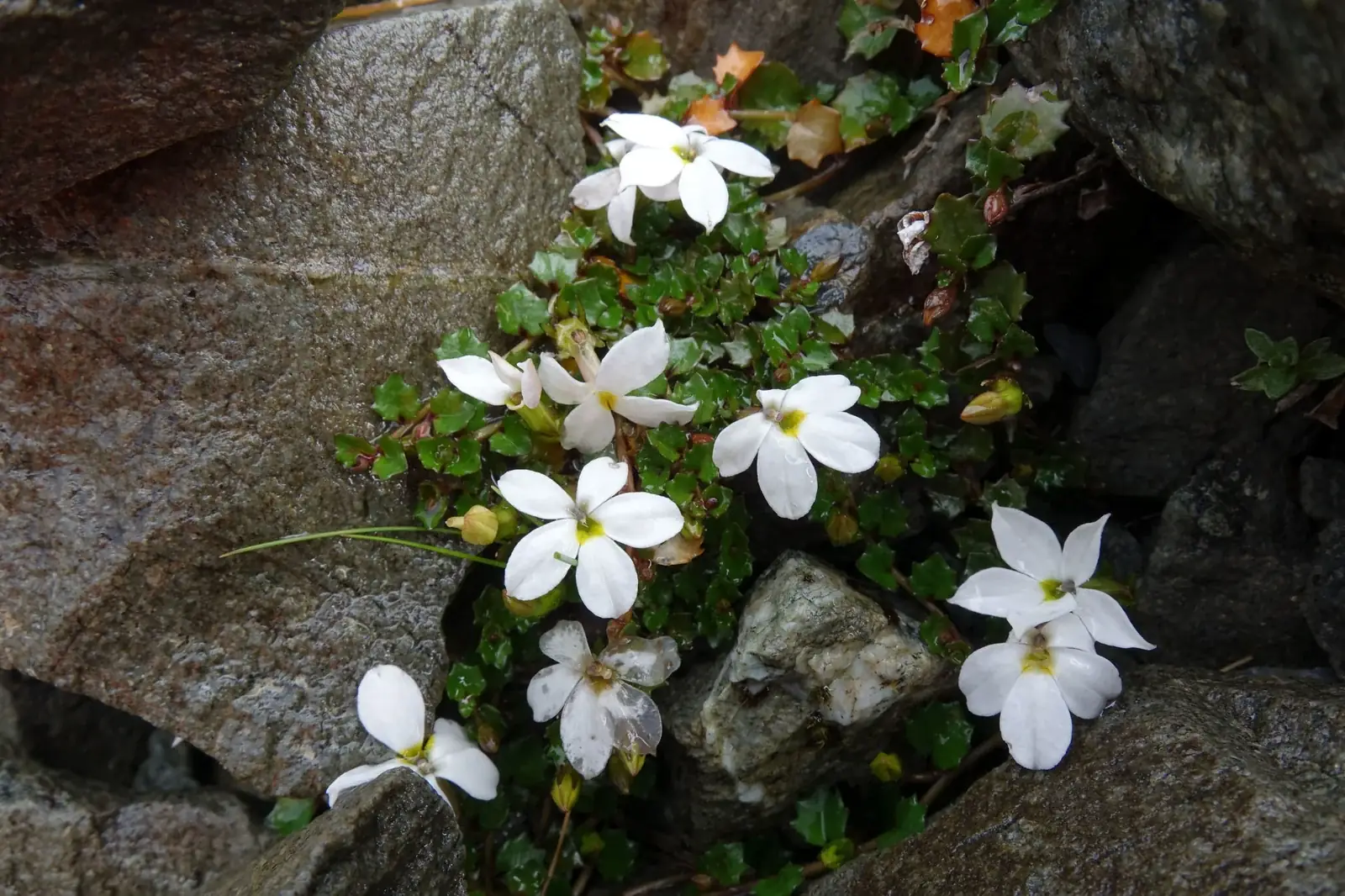 Lobelia Macrodon Native Plant (Lobelia macrodon)