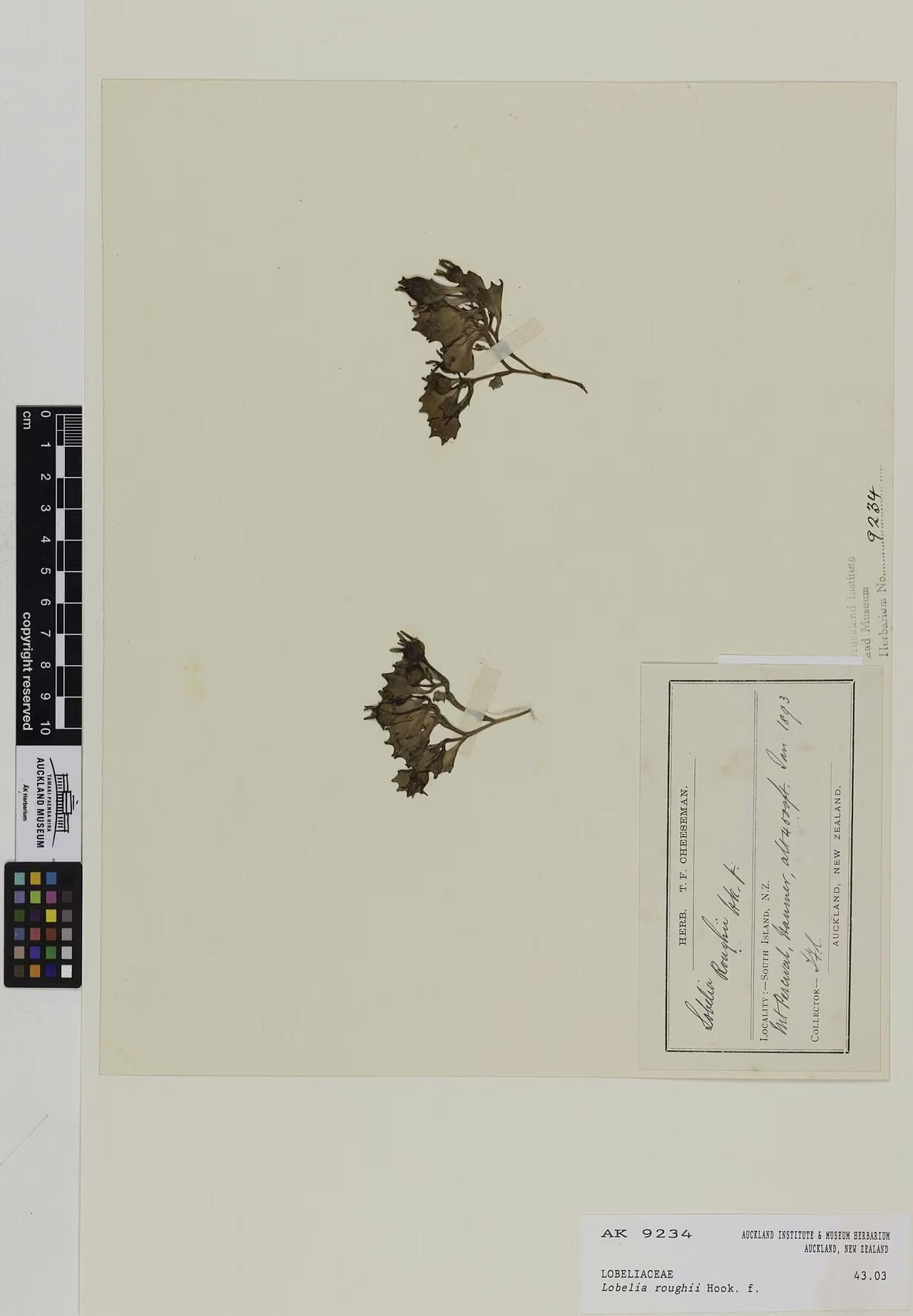 Lobelia roughii (Lobelia roughii) hero image