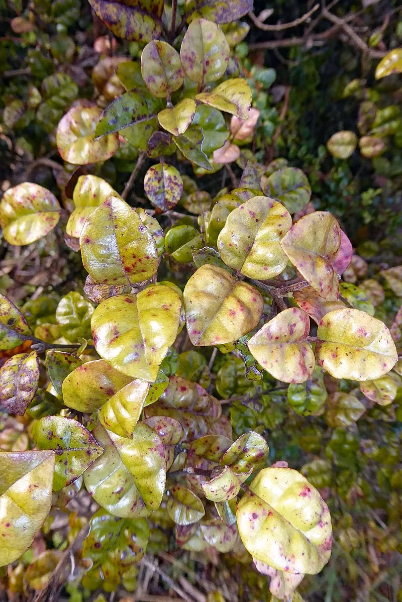 Ramarama (Lophomyrtus bullata)
