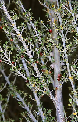 Rōhutu (Lophomyrtus obcordata)
