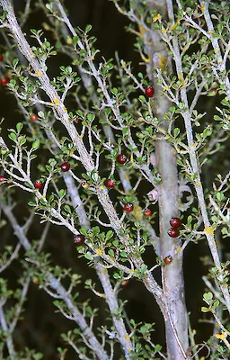 Rohutu (Lophomyrtus obcordata) hero image