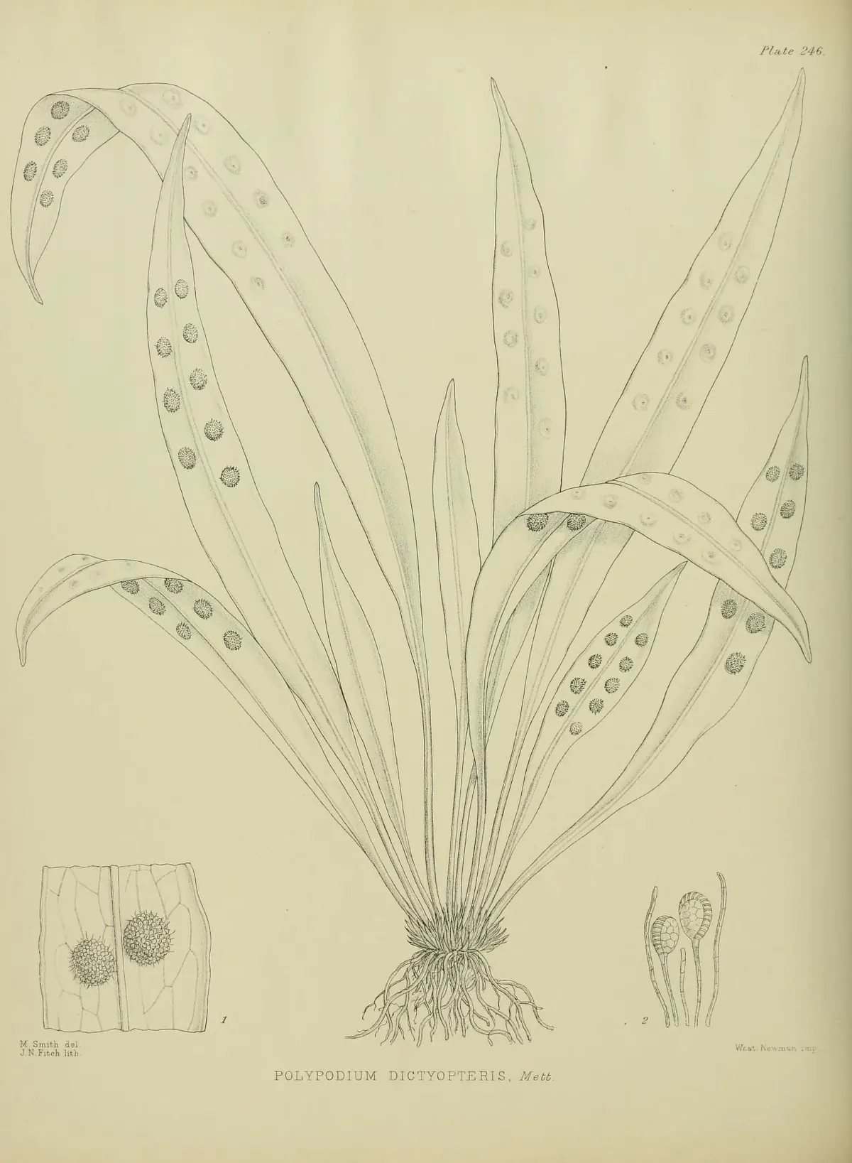 Lance Fern (Loxogramme dictyopteris)