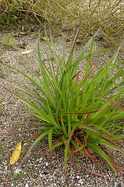 Coastal Woodrush (Luzula banksiana) hero image