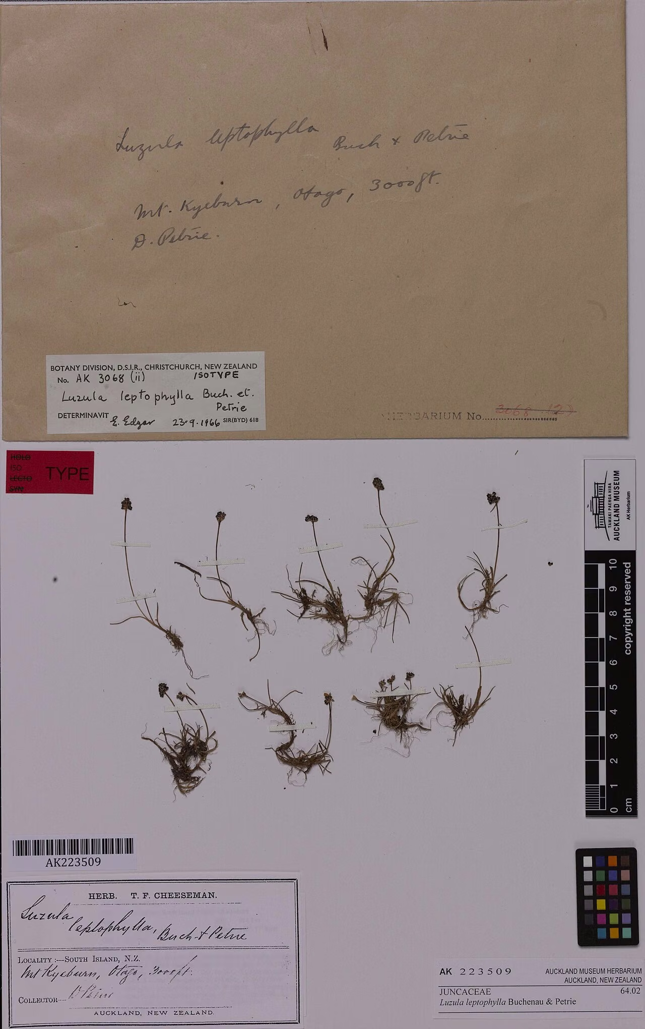 Luzula leptophylla (Luzula leptophylla)
