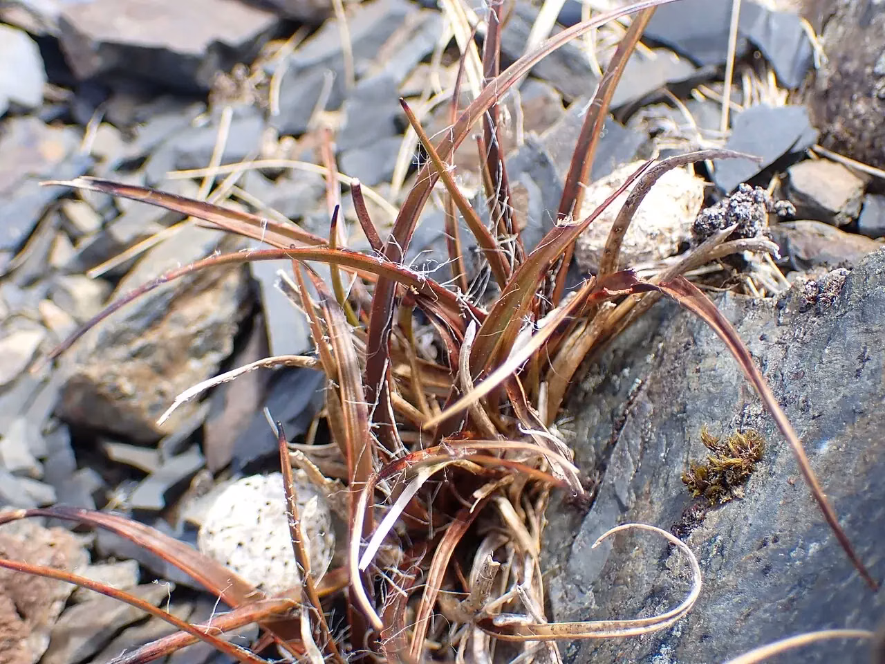 Red Woodrush (Luzula rufa)