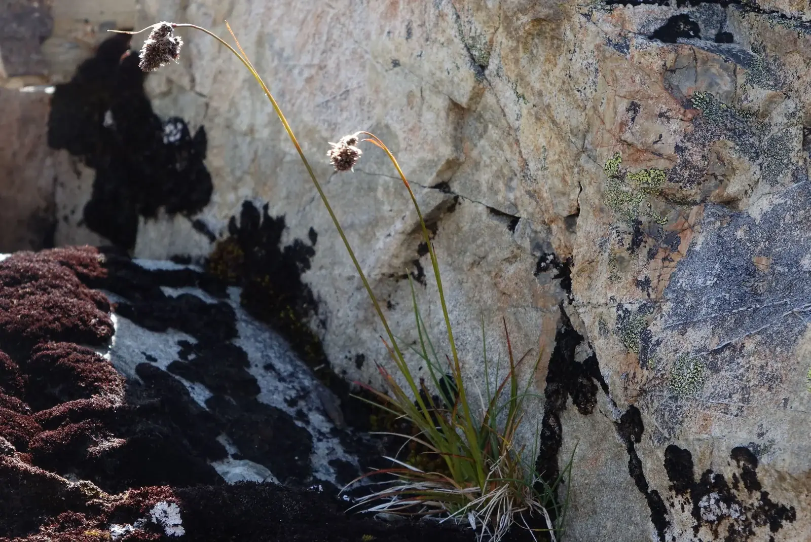 Luzula Traversii Native Plant (Luzula traversii)