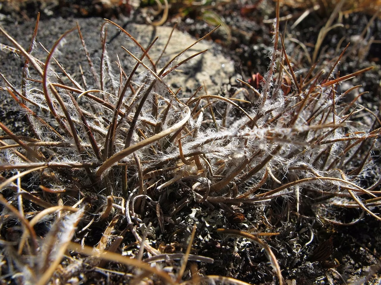 Luzula ulophylla (Luzula ulophylla) hero image