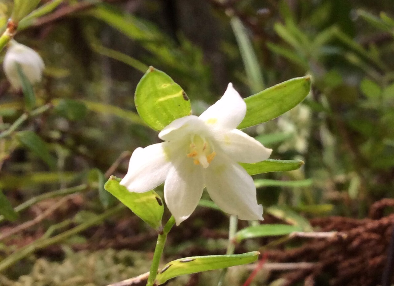 Luzuriaga parviflora (Luzuriaga parviflora)