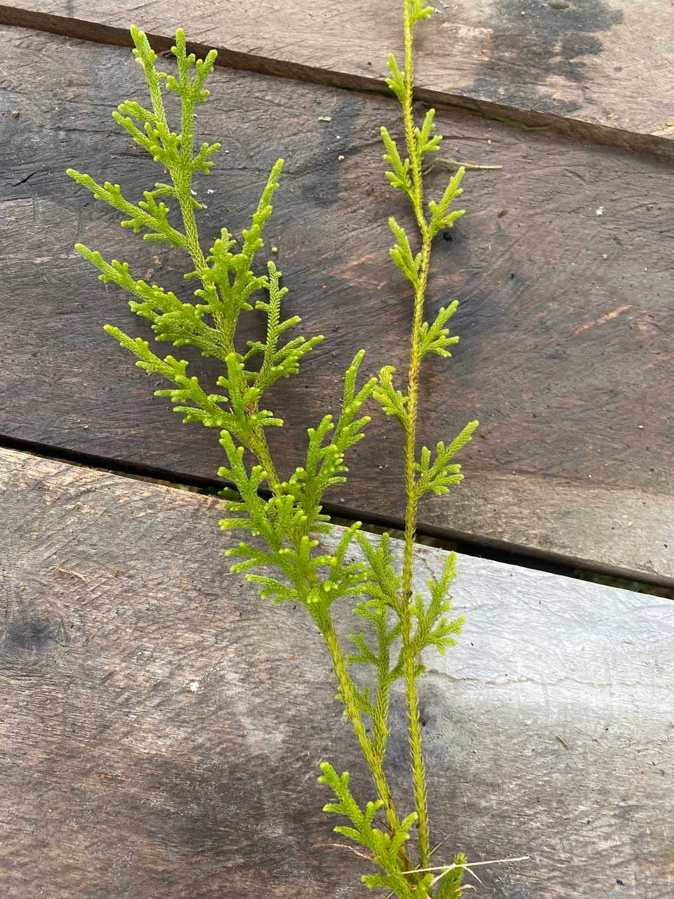 Lycopodiella cernua (Lycopodiella cernua)