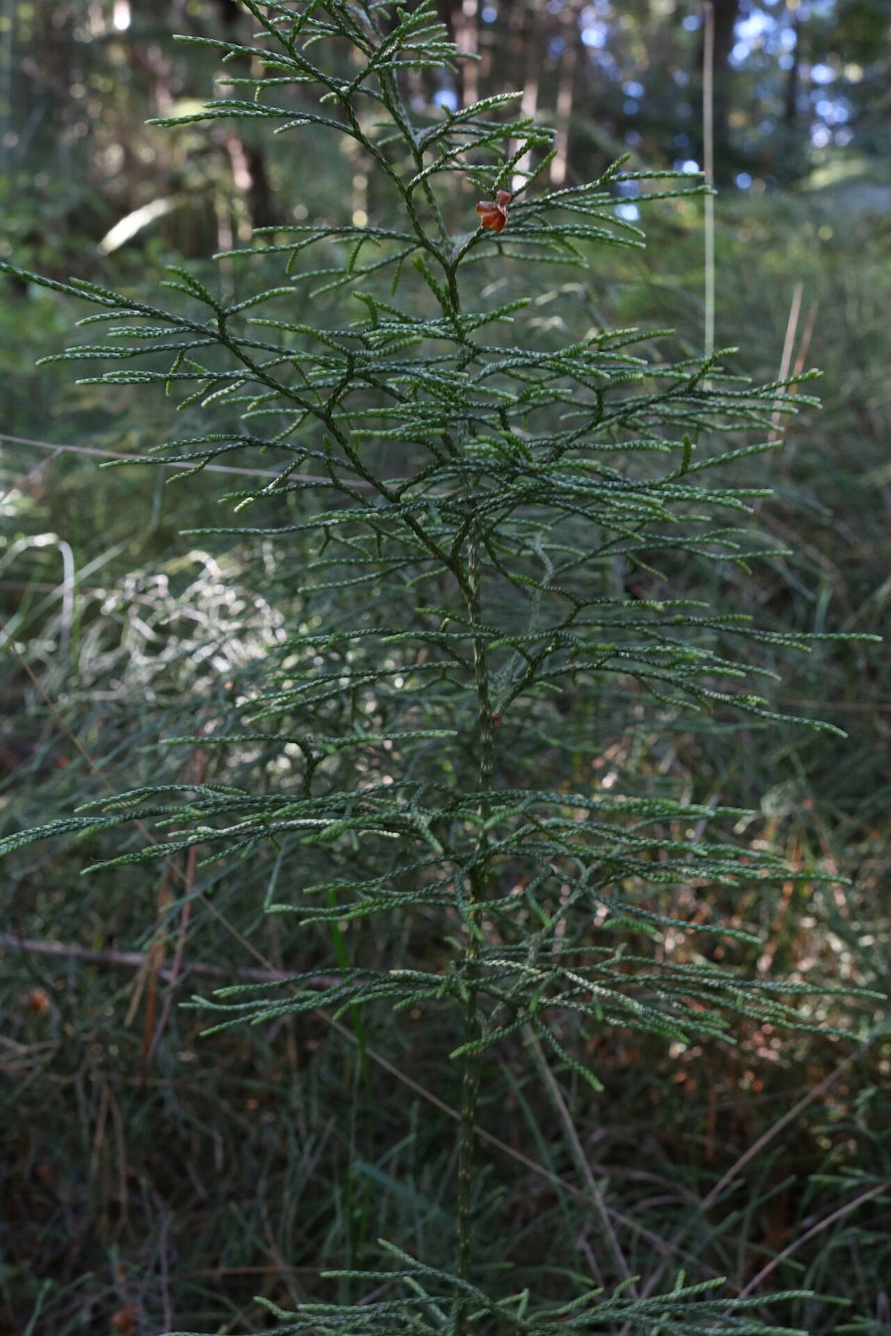 Lycopodium deuterodensum (Lycopodium deuterodensum)