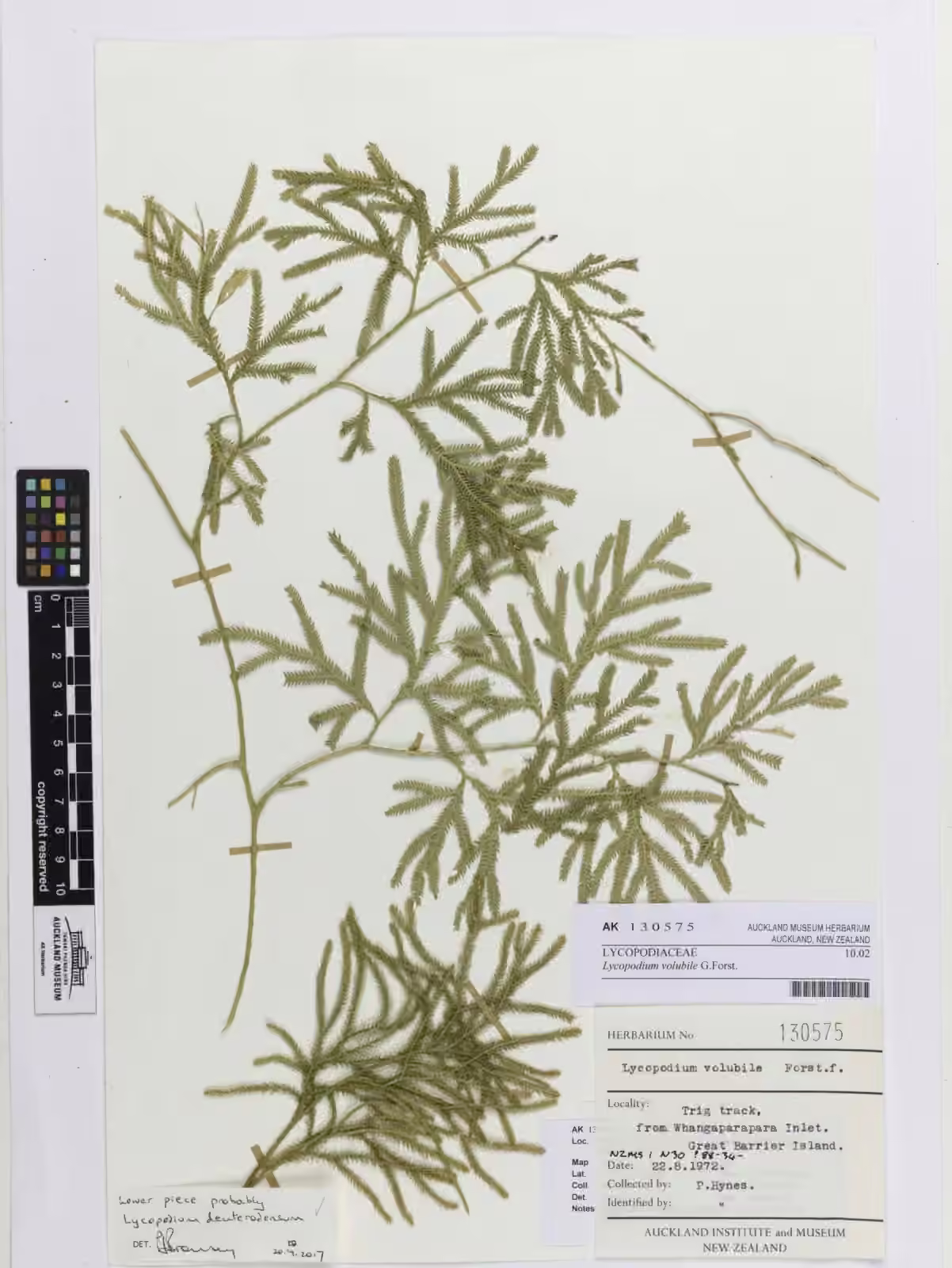 Lycopodium volubile (Lycopodium volubile)