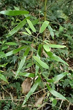 Lygodium articulatum hero image