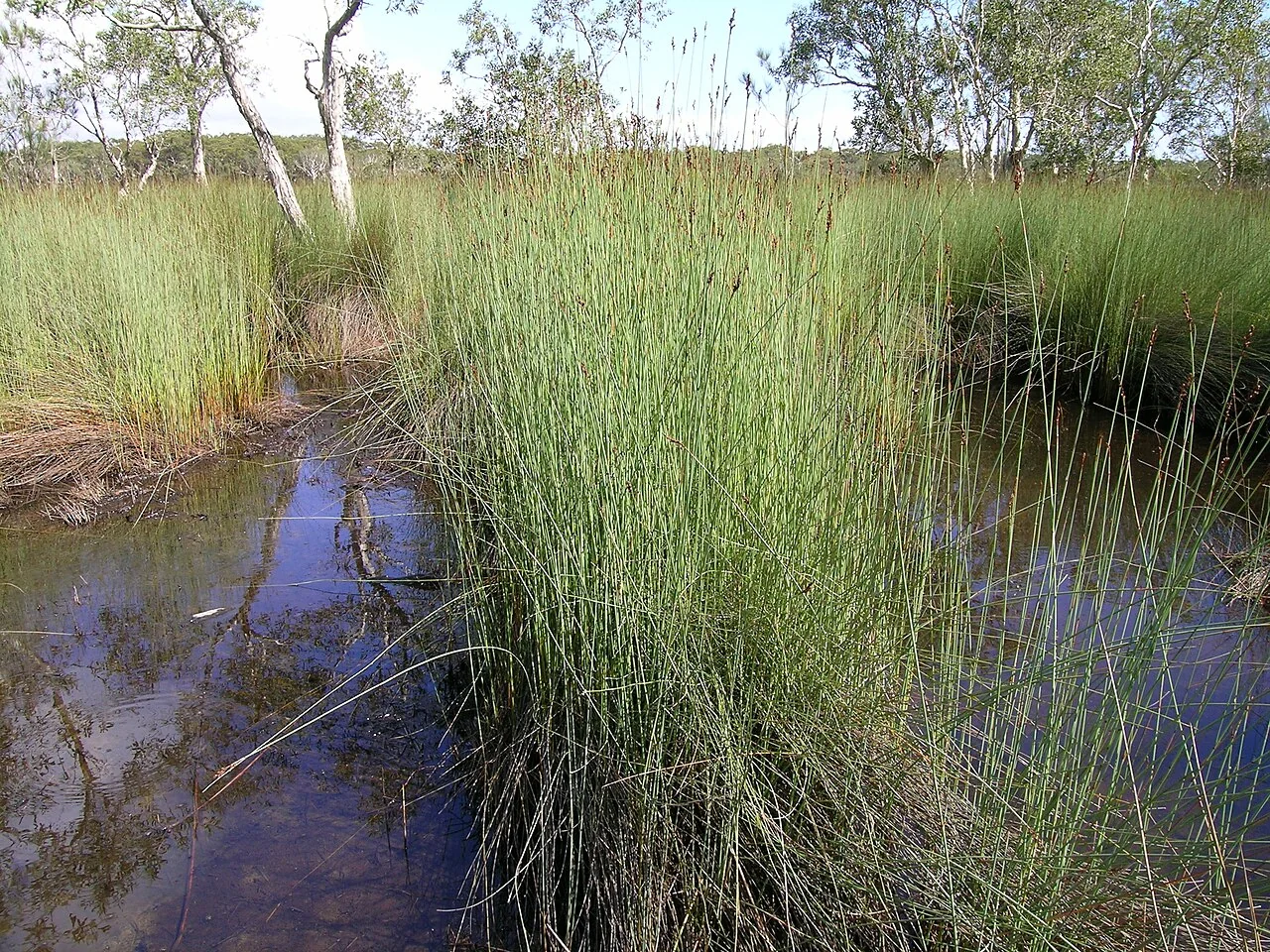 Bare Twig Rush (Machaerina juncea)