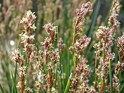 Orange Nut Sedge (Machaerina rubiginosa)