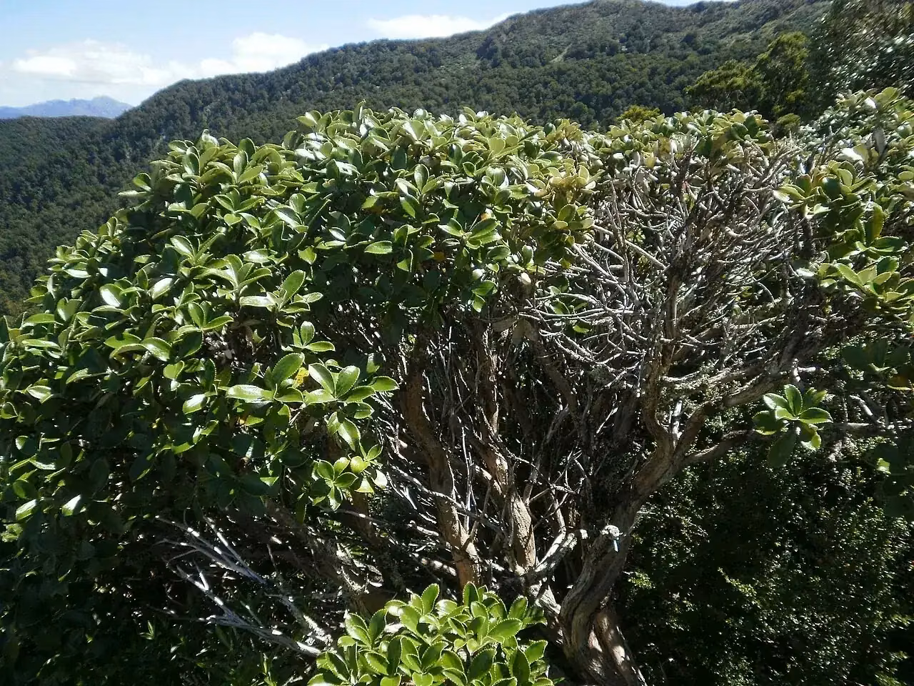 Leatherwood (Olearia colensoi)