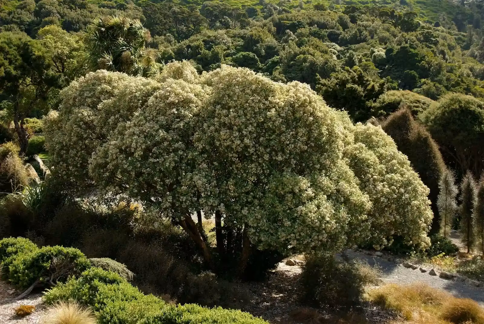 Macrolearia Lyallii Native Plant (Macrolearia lyallii)