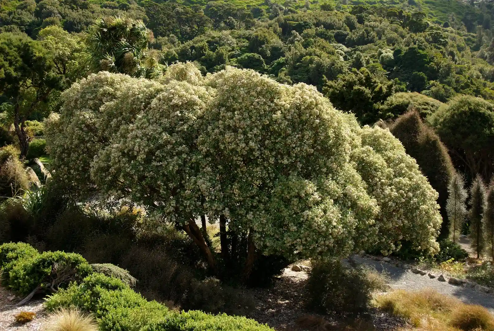 Macrolearia Lyallii Native Plant (Macrolearia lyallii)